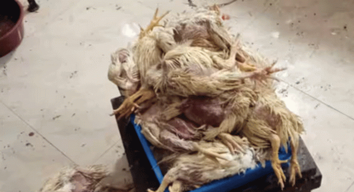 കടയില് നിന്ന് വാങ്ങിയ കോഴിയിറച്ചിയില് നിന്ന് ദുര്ഗന്ധം ; പരിശോധിച്ചപ്പോള് കണ്ടത് പുഴുക്കളെ കടയില് നിന്ന് വാങ്ങിയ കോഴിയിറച്ചിയില് നിന്ന് ദുര്ഗന്ധം ; പരിശോധിച്ചപ്പോള് കണ്ടത് പുഴുക്കളെ