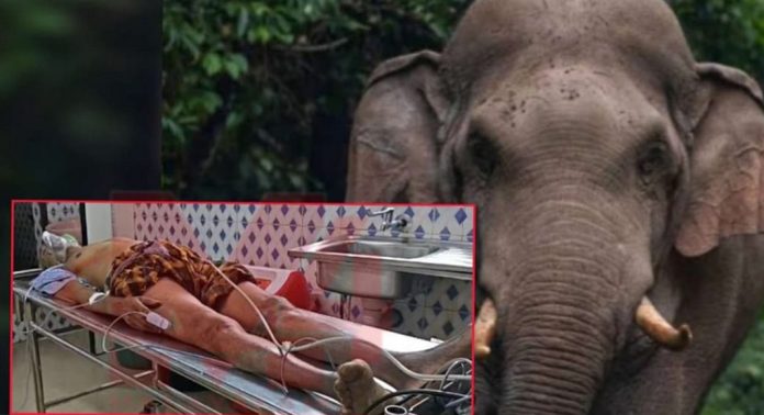 കോതമംഗലത്ത് ടാപ്പിംഗ് തൊഴിലാളിക്ക് നേരെ കാട്ടാന ആക്രമണം കോതമംഗലത്ത് ടാപ്പിംഗ് തൊഴിലാളിക്ക് നേരെ കാട്ടാന ആക്രമണം