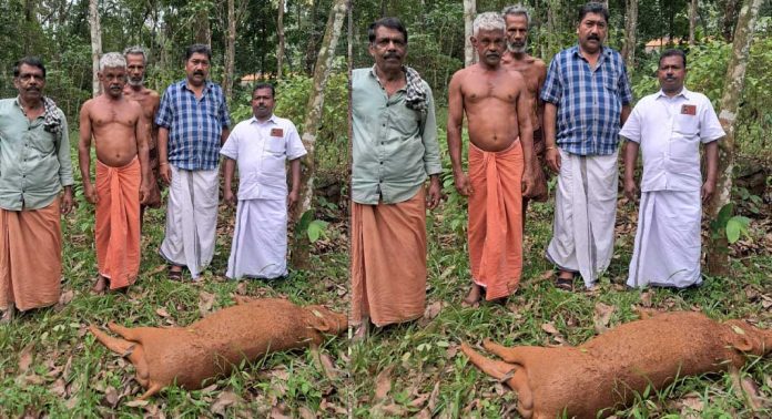 കാട്ടുപന്നിയെ വെടിവെച്ചു കൊന്നു കാട്ടുപന്നിയെ വെടിവെച്ചു കൊന്നു