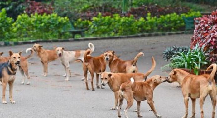 തെരുവ് നായ ആക്രമണത്തിൽ മൂന്നു പേർക്ക് കടിയേറ്റു തെരുവ് നായ ആക്രമണത്തിൽ മൂന്നു പേർക്ക് കടിയേറ്റു