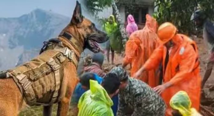 ഉരുൾപൊട്ടൽ ദുരന്തം ; ദൗത്യസംഘത്തിനൊപ്പം ഡോഗ് സ്ക്വാഡുകളും ഉരുൾപൊട്ടൽ ദുരന്തം ; ദൗത്യസംഘത്തിനൊപ്പം ഡോഗ് സ്ക്വാഡുകളും