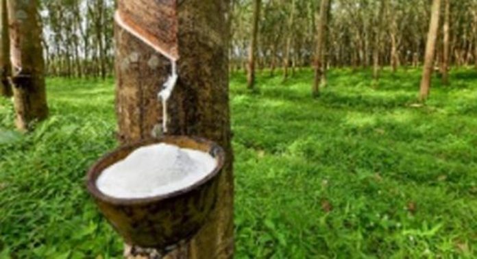 റബര് വില സര്വകാല റിക്കാര്ഡില് റബര് വില സര്വകാല റിക്കാര്ഡില്
