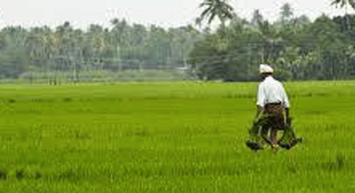 പുഞ്ച കൃഷിക്കായി കർഷകർ ആവശ്യപെട്ട വിത്തെത്തിക്കാൻ കൃഷിവകുപ്പ് നടപടി തുടങ്ങി പുഞ്ച കൃഷിക്കായി കർഷകർ ആവശ്യപെട്ട വിത്തെത്തിക്കാൻ കൃഷിവകുപ്പ് നടപടി തുടങ്ങി