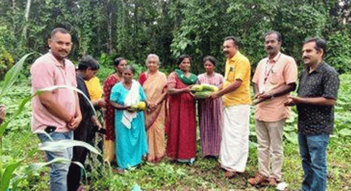 കവിയൂരിൽ പച്ചക്കറി കൃഷി വിളവെടുത്തു കവിയൂരിൽ പച്ചക്കറി കൃഷി വിളവെടുത്തു