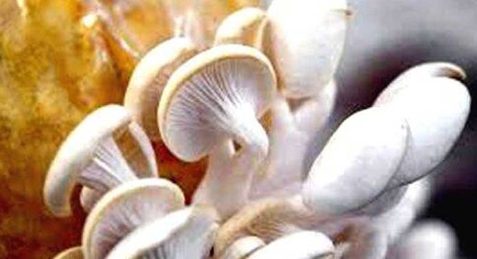 സംരംഭകത്വം വീട്ടിൽ തുടങ്ങാം ; കൂൺ ഗ്രാമം പദ്ധതിയുമായി കൃഷി വകുപ്പ് സംരംഭകത്വം വീട്ടിൽ തുടങ്ങാം ; കൂൺ ഗ്രാമം പദ്ധതിയുമായി കൃഷി വകുപ്പ്
