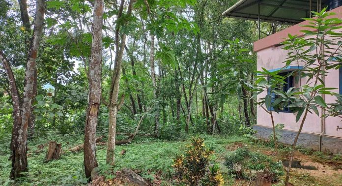 സ്കൂൾ മുറ്റത്ത് നിൽക്കുന്ന അക്കേഷ്യ മരങ്ങൾ കുട്ടികള്ക്കും അധ്യാപകര്ക്കും പ്രശ്നങ്ങൾ സൃഷ്ടിക്കുന്നതായി പരാതി സ്കൂൾ മുറ്റത്ത് നിൽക്കുന്ന അക്കേഷ്യ മരങ്ങൾ കുട്ടികള്ക്കും അധ്യാപകര്ക്കും പ്രശ്നങ്ങൾ സൃഷ്ടിക്കുന്നതായി പരാതി