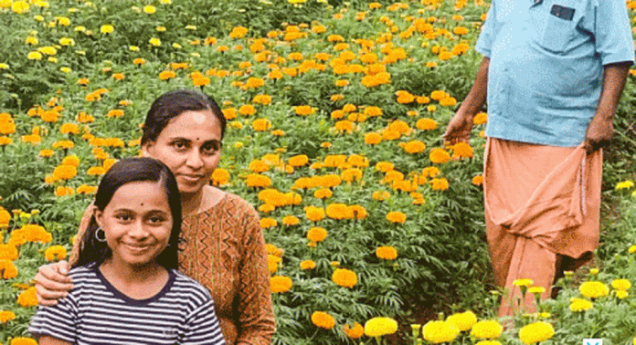 ഓണത്തിന് പൂക്കളത്തിന് നിറമേകാൻ മുണ്ടപ്പള്ളിയില് ചെണ്ടുമല്ലി പൂവിട്ടു ഓണത്തിന് പൂക്കളത്തിന് നിറമേകാൻ മുണ്ടപ്പള്ളിയില് ചെണ്ടുമല്ലി പൂവിട്ടു