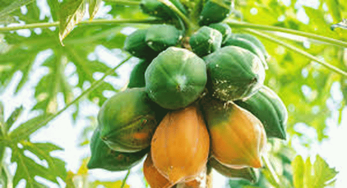 പപ്പായ ചില്ലറക്കാരനല്ല ; പ്രാതലിനൊപ്പം കഴിച്ചാൽ ഗുണങ്ങളേറെ പപ്പായ ചില്ലറക്കാരനല്ല ; പ്രാതലിനൊപ്പം കഴിച്ചാൽ ഗുണങ്ങളേറെ