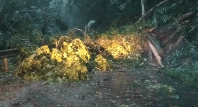 കനത്ത മഴയും കാറ്റും : ജില്ലയില് പലയിടത്തും മരങ്ങള് വീണ് ഗതാഗത തടസ്സം കനത്ത മഴയും കാറ്റും : ജില്ലയില് പലയിടത്തും മരങ്ങള് വീണ് ഗതാഗത തടസ്സം
