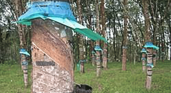 തൊഴിലാളി ക്ഷാമം : റബർ ടാപ്പിംഗ് പ്രതിസന്ധിയിൽ തൊഴിലാളി ക്ഷാമം : റബർ ടാപ്പിംഗ് പ്രതിസന്ധിയിൽ