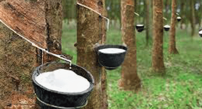 സംസ്ഥാനത്ത് റബർ വില 250 രൂപയിൽ കൂടിയതോടെ മലയോര മേഖല പ്രതീക്ഷയിൽ സംസ്ഥാനത്ത് റബർ വില 250 രൂപയിൽ കൂടിയതോടെ മലയോര മേഖല പ്രതീക്ഷയിൽ