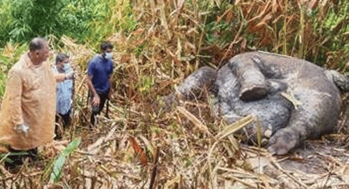 മ്ളാമ്പാറ വനത്തിൽ വൈദ്യുതാഘാതമേറ്റ് കാട്ടാന ചരിഞ്ഞു മ്ളാമ്പാറ വനത്തിൽ വൈദ്യുതാഘാതമേറ്റ് കാട്ടാന ചരിഞ്ഞു