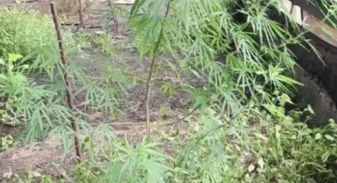 ചെറുതുരുത്തി ടൗണിലെ കെട്ടിടത്തിനു മുകളിൽ തഴച്ചു വളർന്ന് കഞ്ചാവ് ചെടി ചെറുതുരുത്തി ടൗണിലെ കെട്ടിടത്തിനു മുകളിൽ തഴച്ചു വളർന്ന് കഞ്ചാവ് ചെടി