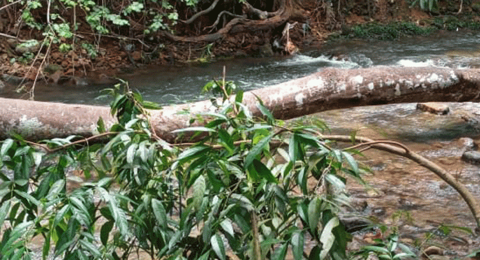 തേക്കുതോട്ടില് തോടിന് കുറുകെ മരം മുറിച്ചിട്ടിട്ട് ദിവസങ്ങള് ; പരാതിയുമായി ജനങ്ങള് തേക്കുതോട്ടില് തോടിന് കുറുകെ മരം മുറിച്ചിട്ടിട്ട് ദിവസങ്ങള് ; പരാതിയുമായി ജനങ്ങള്