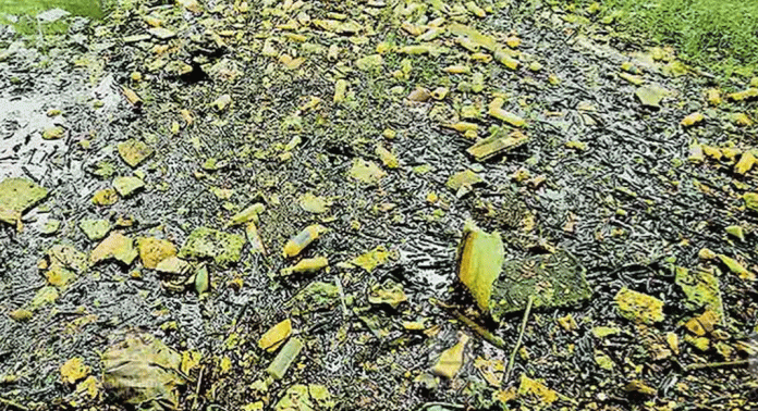 മാലിന്യം നിറഞ്ഞ് തിരുവല്ല മുല്ലേലിത്തോട് മാലിന്യം നിറഞ്ഞ് തിരുവല്ല മുല്ലേലിത്തോട്