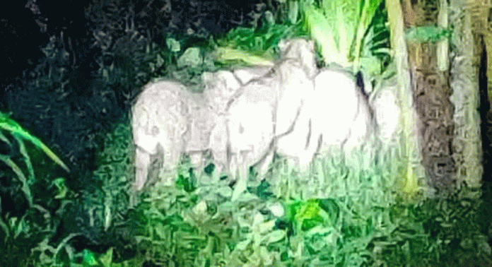 പെരിങ്ങരയില് ഭീതി വിതച്ച് കാട്ടുപന്നികള് പെരിങ്ങരയില് ഭീതി വിതച്ച് കാട്ടുപന്നികള്