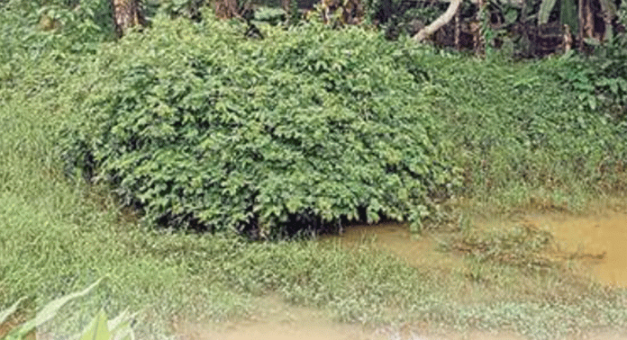 മഴക്കാലത്ത് വരട്ടാറിന്റെ തീരമിടിച്ചിൽ ശക്തമായി മഴക്കാലത്ത് വരട്ടാറിന്റെ തീരമിടിച്ചിൽ ശക്തമായി