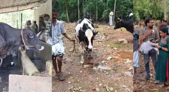 കന്നുകാലി ഫാമില് നിന്ന് മാലിന്യം പുറത്തേക്ക് ഒഴുക്കിയതിനെതിനെ തുടര്ന്ന് കര്ശന നടപടിയുമായി പഞ്ചായത്ത് അധികൃതര് കന്നുകാലി ഫാമില് നിന്ന് മാലിന്യം പുറത്തേക്ക് ഒഴുക്കിയതിനെതിനെ തുടര്ന്ന് കര്ശന നടപടിയുമായി പഞ്ചായത്ത് അധികൃതര്