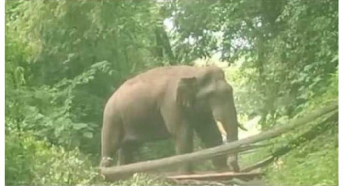 അതിരപ്പള്ളി – മലക്കപ്പാറ അന്തർ സംസ്ഥാനപാതയിൽ വീണ്ടും കബാലി അതിരപ്പള്ളി – മലക്കപ്പാറ അന്തർ സംസ്ഥാനപാതയിൽ വീണ്ടും കബാലി
