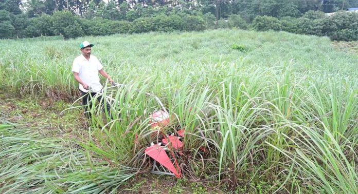 ഇഞ്ചിപ്പുൽ കൃഷിയുടെ നഷ്ടപ്രതാപം വീണ്ടെടുക്കാൻ കെവികെ ഇഞ്ചിപ്പുൽ കൃഷിയുടെ നഷ്ടപ്രതാപം വീണ്ടെടുക്കാൻ കെവികെ