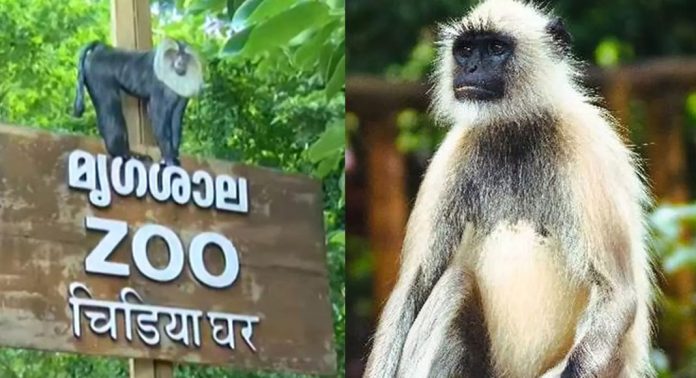 തിരുവനന്തപുരം മൃഗശാലയിൽ നിന്ന് വീണ്ടും ഹനുമാൻ കുരങ്ങുകൾ ചാടിപ്പോയി തിരുവനന്തപുരം മൃഗശാലയിൽ നിന്ന് വീണ്ടും ഹനുമാൻ കുരങ്ങുകൾ ചാടിപ്പോയി