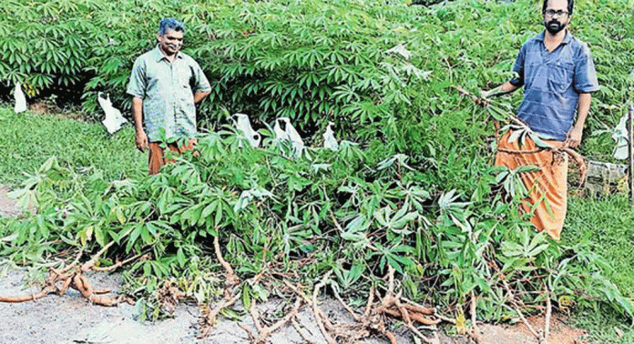 അടൂരില് കാട്ടുപന്നി ശല്യം രൂക്ഷം അടൂരില് കാട്ടുപന്നി ശല്യം രൂക്ഷം