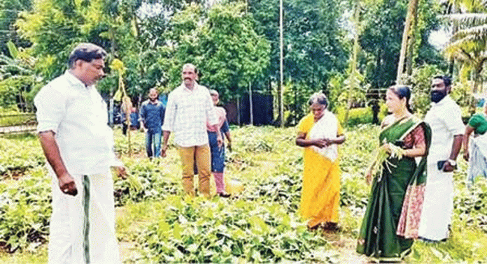 പുലിയൂർ പഞ്ചായത്തിലെ തോനയ്ക്കാട് പയറുകൃഷിയുടെ വിളവെടുപ്പ് നടന്നു പുലിയൂർ പഞ്ചായത്തിലെ തോനയ്ക്കാട് പയറുകൃഷിയുടെ വിളവെടുപ്പ് നടന്നു