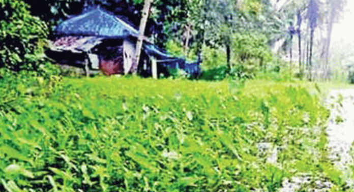ഉത്തരപ്പള്ളിയാറിനെ വീണ്ടെടുക്കാനുള്ള പദ്ധതിക്ക് തുടക്കമാകുന്നു ഉത്തരപ്പള്ളിയാറിനെ വീണ്ടെടുക്കാനുള്ള പദ്ധതിക്ക് തുടക്കമാകുന്നു