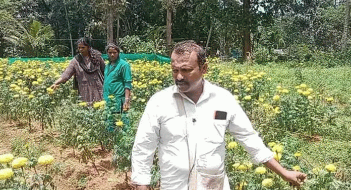 പരീക്ഷണം വിജയിച്ചു ; ആദ്യമായി നടത്തിയ പൂ കൃഷിയില് മികച്ച വിളവ് ലഭിച്ച സന്തോഷത്തില് എം ആര് മധു പരീക്ഷണം വിജയിച്ചു ; ആദ്യമായി നടത്തിയ പൂ കൃഷിയില് മികച്ച വിളവ് ലഭിച്ച സന്തോഷത്തില് എം ആര് മധു