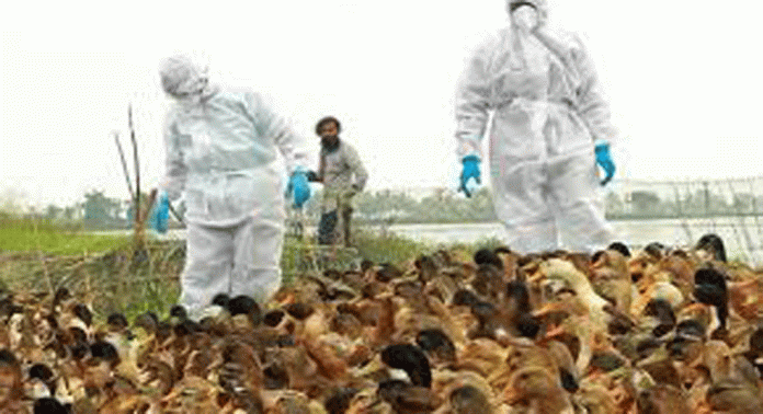 പക്ഷിപ്പനി ; ദുരിതത്തില് കര്ഷകര് പക്ഷിപ്പനി ; ദുരിതത്തില് കര്ഷകര്