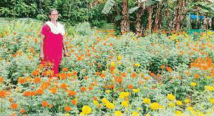 കൊടുമണ്ണില് ബന്ദിപ്പൂപാടങ്ങൾ ഓണക്കാല വിപണനത്തിനായി തയ്യാറായി കൊടുമണ്ണില് ബന്ദിപ്പൂപാടങ്ങൾ ഓണക്കാല വിപണനത്തിനായി തയ്യാറായി