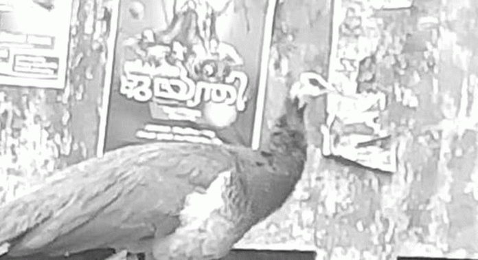 കാലാവസ്ഥാ വ്യതിയാനം : മയിലുകള് കൂട്ടമായി നാട്ടിലേക്ക് കാലാവസ്ഥാ വ്യതിയാനം : മയിലുകള് കൂട്ടമായി നാട്ടിലേക്ക്