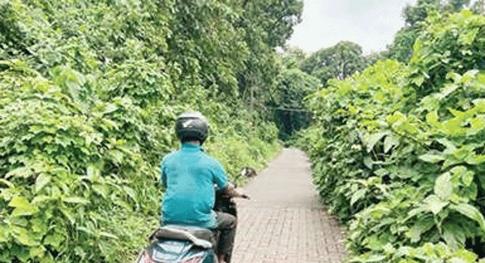 കാടുമൂടി വള്ളിക്കാല-കോളഭാഗം റോഡ് കാടുമൂടി വള്ളിക്കാല-കോളഭാഗം റോഡ്