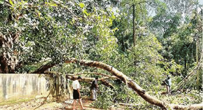 കുറ്റൂർ തെങ്ങേലിയിൽ ആൽമരക്കൊമ്പ് ഒടിഞ്ഞ് വൈദ്യുതലൈൻ തകർന്നു കുറ്റൂർ തെങ്ങേലിയിൽ ആൽമരക്കൊമ്പ് ഒടിഞ്ഞ് വൈദ്യുതലൈൻ തകർന്നു