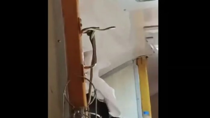 യാത്രയ്ക്കിടെ അപ്പര് ബര്ത്തില് ചുരുണ്ട് കിടന്ന് കൂറ്റന് പാമ്പ് ; പരിഭ്രാന്തരായി യാത്രക്കാര് യാത്രയ്ക്കിടെ അപ്പര് ബര്ത്തില് ചുരുണ്ട് കിടന്ന് കൂറ്റന് പാമ്പ് ; പരിഭ്രാന്തരായി യാത്രക്കാര്