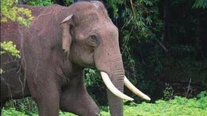 തീറ്റ തേടിയെത്തിയ കുട്ടിയാന കിണറ്റില് വീണു; വനപാലകര് രക്ഷപ്പെടുത്തി തീറ്റ തേടിയെത്തിയ കുട്ടിയാന കിണറ്റില് വീണു; വനപാലകര് രക്ഷപ്പെടുത്തി