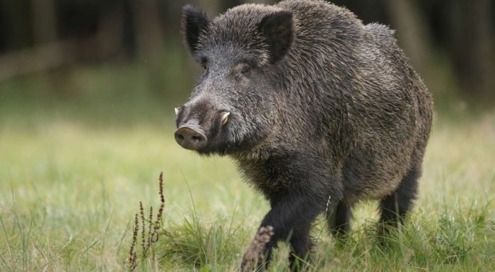 നെൽക്കൃഷി നശിപ്പിച്ച് കാട്ടുപന്നികൾ ; കർഷകർ ദുരിതത്തിൽ നെൽക്കൃഷി നശിപ്പിച്ച് കാട്ടുപന്നികൾ ; കർഷകർ ദുരിതത്തിൽ