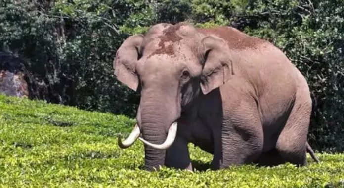 ചിന്നക്കനാലില് വീട് തകര്ത്ത് ചക്കക്കൊമ്പന് ചിന്നക്കനാലില് വീട് തകര്ത്ത് ചക്കക്കൊമ്പന്