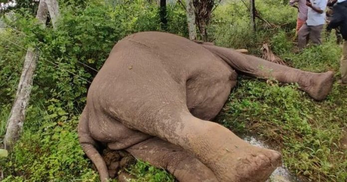 വയനാട്ടിൽ കാട്ടാന ഷോക്കേറ്റ് ചരിഞ്ഞു വയനാട്ടിൽ കാട്ടാന ഷോക്കേറ്റ് ചരിഞ്ഞു