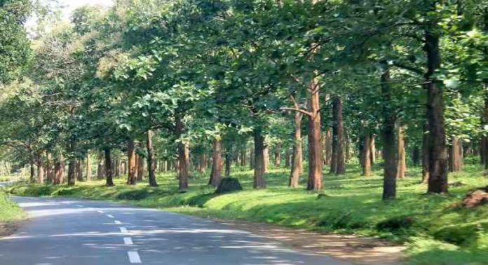 വയനാട് വനപാലകർ മരം മുറിച്ച് കടത്തിയ സംഭവം ; റിപ്പോർട്ടർ തേടി വനം മന്ത്രി വയനാട് വനപാലകർ മരം മുറിച്ച് കടത്തിയ സംഭവം ; റിപ്പോർട്ടർ തേടി വനം മന്ത്രി