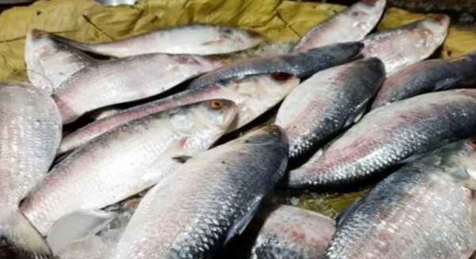 ബംഗ്ലാദേശ് കയറ്റുമതി നിരോധിച്ചു: ഹിൽസ മത്സ്യത്തിന് ഇന്ത്യയിൽ വില ഉയരുന്നു ബംഗ്ലാദേശ് കയറ്റുമതി നിരോധിച്ചു: ഹിൽസ മത്സ്യത്തിന് ഇന്ത്യയിൽ വില ഉയരുന്നു