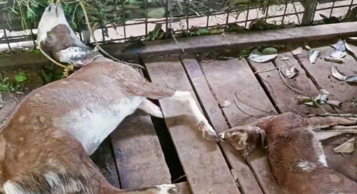 പേരാമ്പ്രയിൽ തെരുവ് നായകള് മൂന്ന് ആടുകളെ കടിച്ചുകൊന്നു പേരാമ്പ്രയിൽ തെരുവ് നായകള് മൂന്ന് ആടുകളെ കടിച്ചുകൊന്നു