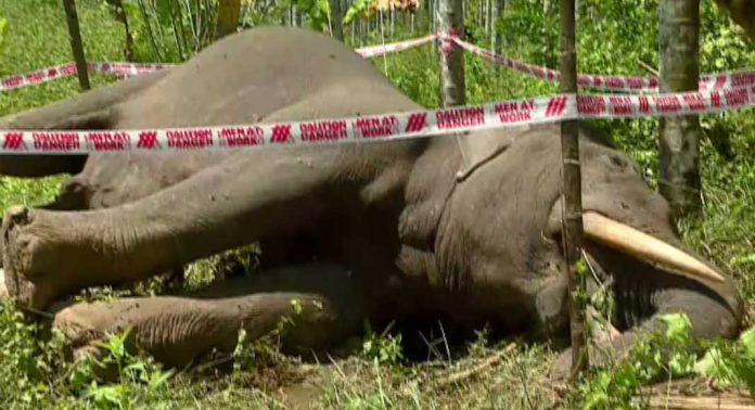 വയനാട് ദാസനക്കരയിൽ കൃഷിയിടത്തിലിറങ്ങിയ കാട്ടാന വൈദ്യുതാഘാതമേറ്റു ചരിഞ്ഞു വയനാട് ദാസനക്കരയിൽ കൃഷിയിടത്തിലിറങ്ങിയ കാട്ടാന വൈദ്യുതാഘാതമേറ്റു ചരിഞ്ഞു