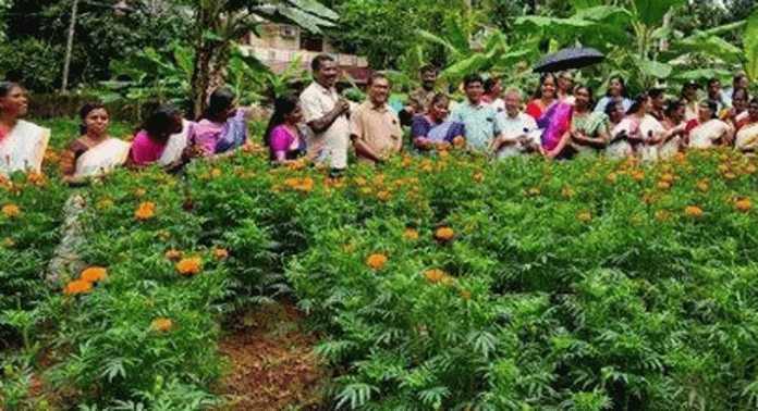 ചെങ്ങന്നൂര് നഗരസഭയില് ബന്ദിപ്പൂവ് കൃഷിയുടെ വിളവെടുപ്പ് ആരംഭിച്ചു ചെങ്ങന്നൂര് നഗരസഭയില് ബന്ദിപ്പൂവ് കൃഷിയുടെ വിളവെടുപ്പ് ആരംഭിച്ചു