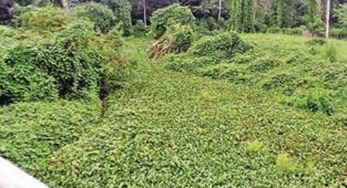 തോടുകൾ വൃത്തിയാക്കുന്നതിനു പണമനുവദിച്ചില്ല ; നീരൊഴുക്ക് നിലച്ച് തോടുകള് തോടുകൾ വൃത്തിയാക്കുന്നതിനു പണമനുവദിച്ചില്ല ; നീരൊഴുക്ക് നിലച്ച് തോടുകള്