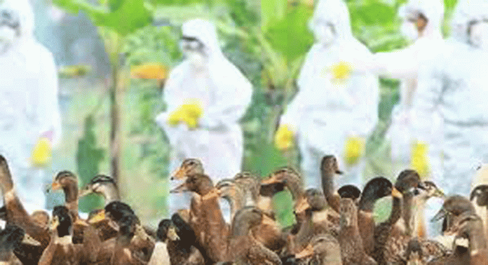 പക്ഷിപ്പനിയുടെ പശ്ചാത്തലത്തിൽ താറാവ് വളർത്തലിന് നിരോധനമേർപ്പെടുത്തിയ തീരുമാനം കർഷകർക്ക് തിരിച്ചടിയാകുന്നു പക്ഷിപ്പനിയുടെ പശ്ചാത്തലത്തിൽ താറാവ് വളർത്തലിന് നിരോധനമേർപ്പെടുത്തിയ തീരുമാനം കർഷകർക്ക് തിരിച്ചടിയാകുന്നു