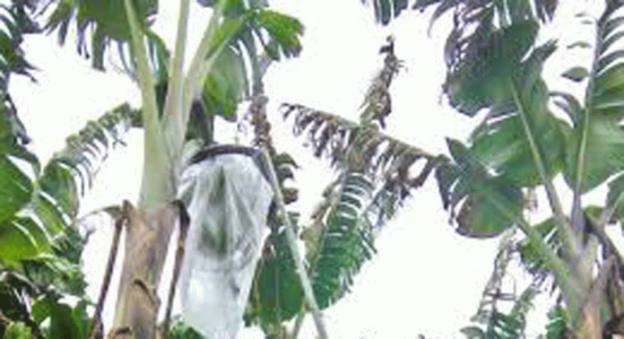 വാഴക്കർഷകർക്ക് ഇത് കണ്ണീരോണം വാഴക്കർഷകർക്ക് ഇത് കണ്ണീരോണം