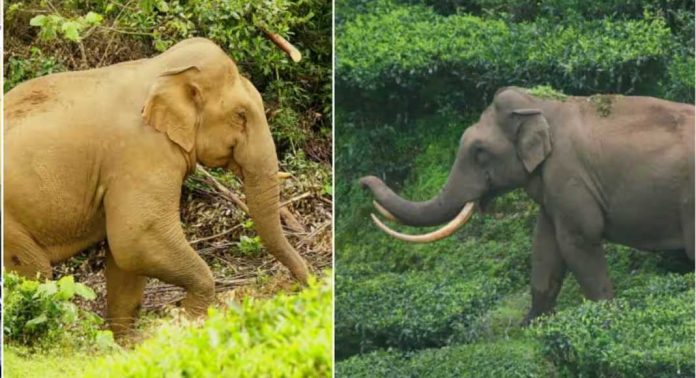 ഇടുക്കി ഇരവികുളത്ത് കാട്ടുകൊമ്പൻ പടയപ്പയും ഒറ്റകൊമ്പനും ഏറ്റുമുട്ടി ഇടുക്കി ഇരവികുളത്ത് കാട്ടുകൊമ്പൻ പടയപ്പയും ഒറ്റകൊമ്പനും ഏറ്റുമുട്ടി