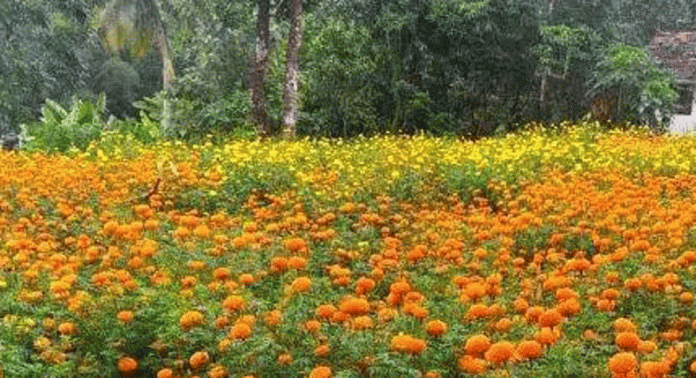 ജില്ലയിൽ വിപണിയില്ല ; ബന്ദിപ്പൂ കർഷകർ പ്രതിസന്ധിയിലായി ജില്ലയിൽ വിപണിയില്ല ; ബന്ദിപ്പൂ കർഷകർ പ്രതിസന്ധിയിലായി