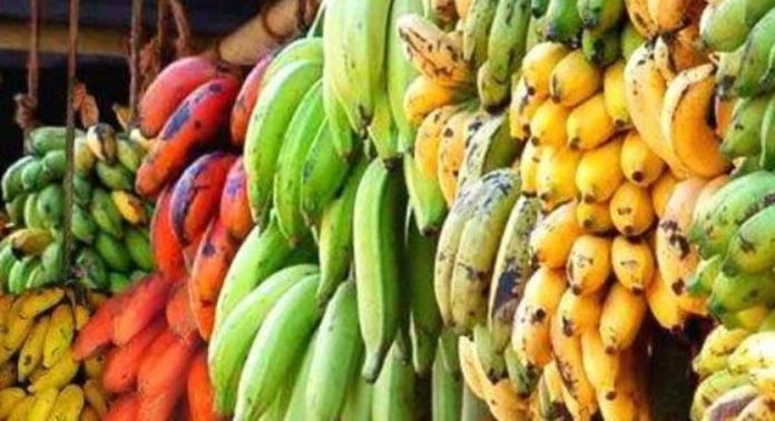 കുതിച്ചുയർന്ന നേന്ത്രക്കായുടെ വില വീണ്ടും താഴേക്ക് കുതിച്ചുയർന്ന നേന്ത്രക്കായുടെ വില വീണ്ടും താഴേക്ക്
